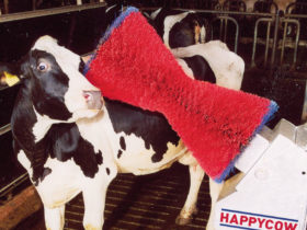 happy-cow-brush1